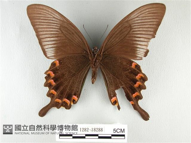 翠鳳蝶蘭嶼亞種藏品圖，第2張