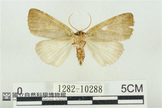 圍異波紋蛾藏品圖，第2張