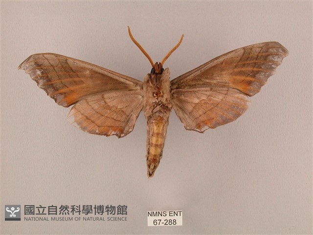 栗六點天蛾藏品圖，第2張