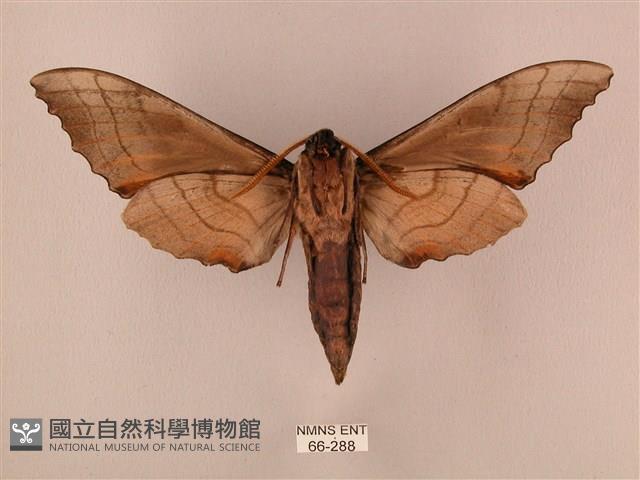 栗六點天蛾藏品圖，第2張