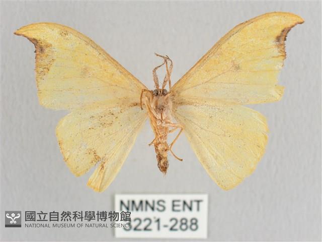 彎黑黃鉤蛾藏品圖，第2張