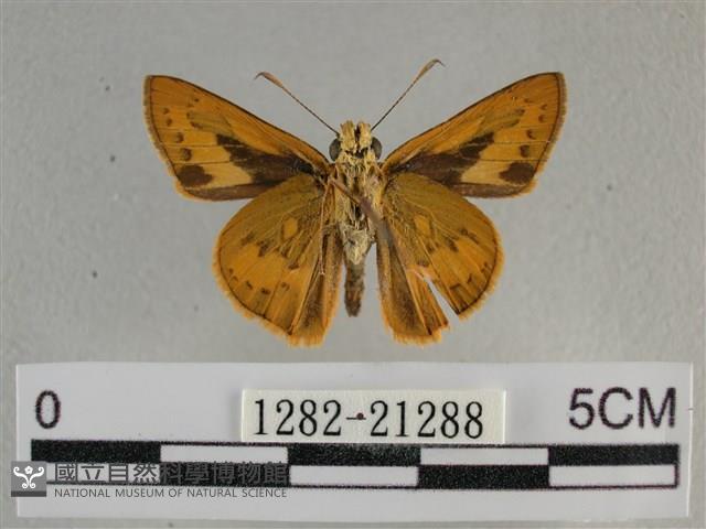 竹橙斑弄蝶藏品圖，第2張