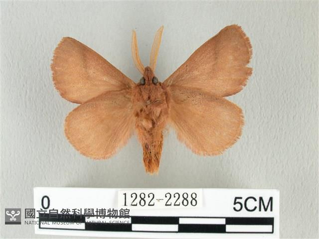 褐斜帶枯葉蛾藏品圖，第2張