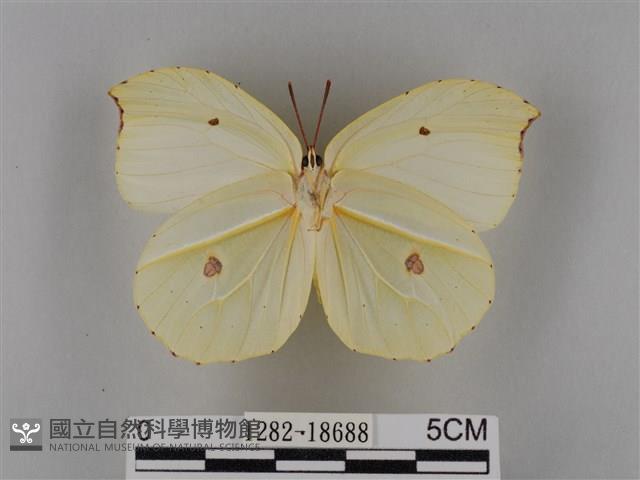 圓翅鉤粉蝶藏品圖，第2張