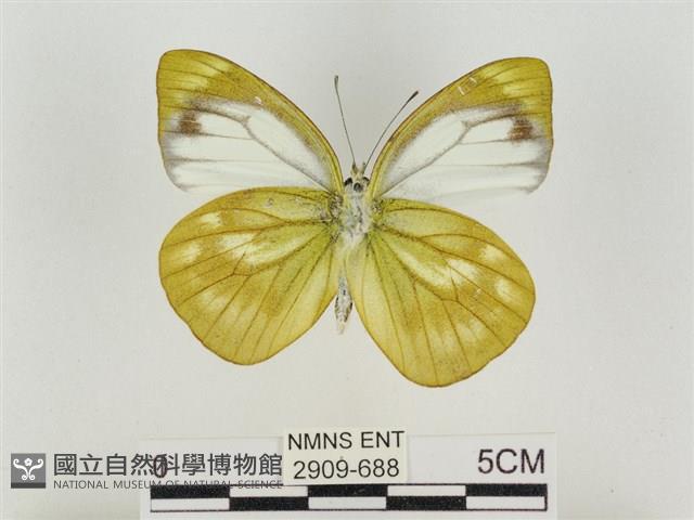 淡褐脈粉蝶藏品圖，第2張