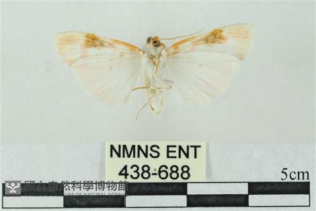 臺雪苔蛾藏品圖，第2張