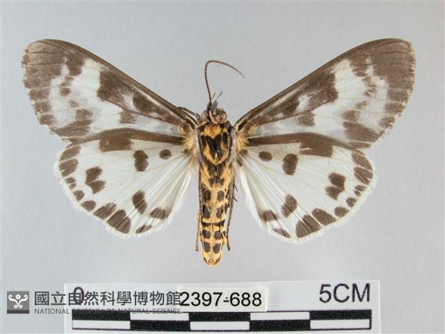 扭擬燈蛾藏品圖，第2張