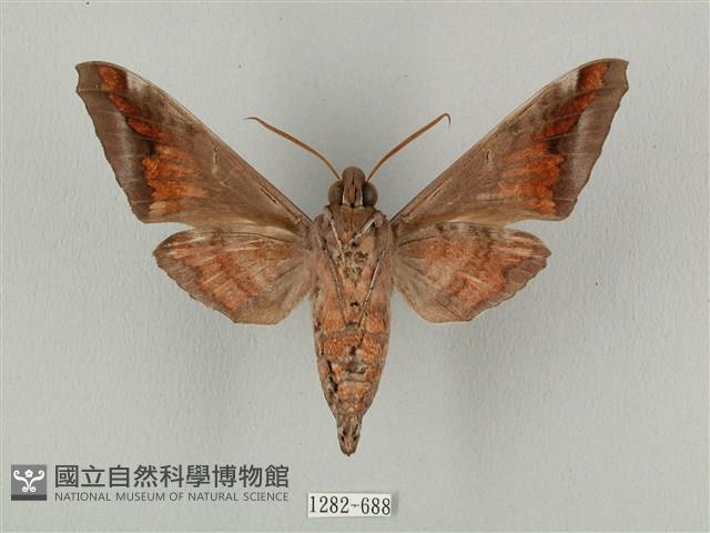 全緣缺角天蛾藏品圖，第2張