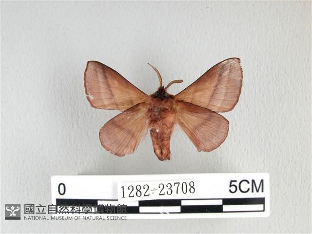 川邊氏枯葉蛾藏品圖，第2張