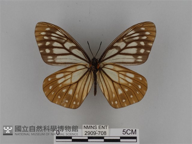 臺灣絹蛺蝶藏品圖，第2張