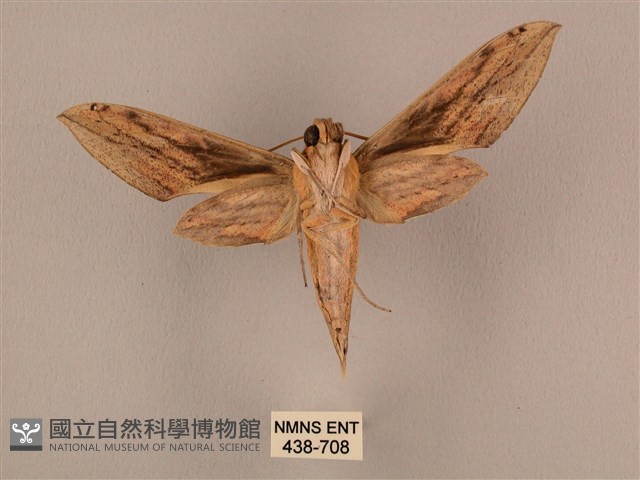 棕綠背線天蛾藏品圖，第2張