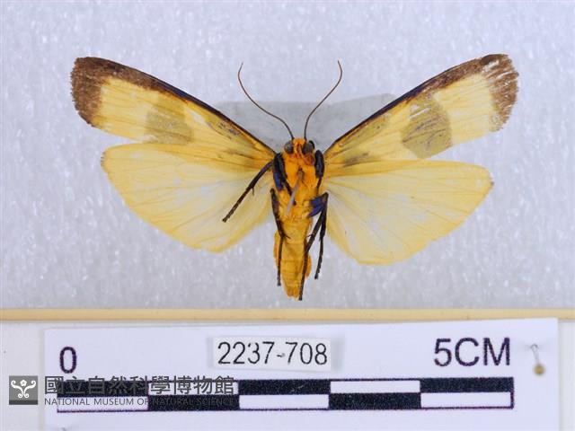 閃光苔蛾藏品圖，第2張