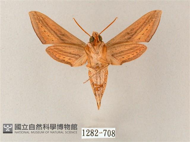 單斜紋天蛾藏品圖，第2張