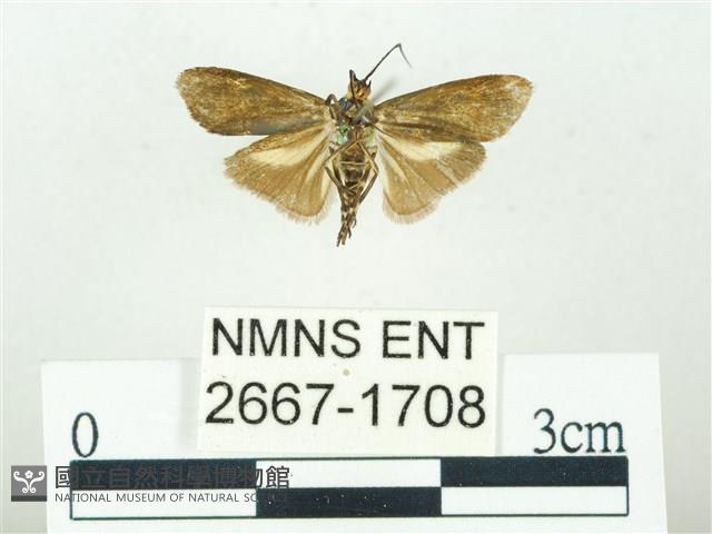 叉紋閃舞蛾藏品圖，第2張