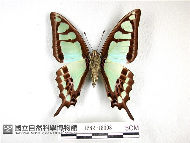 寬帶青鳳蝶藏品圖，第2張