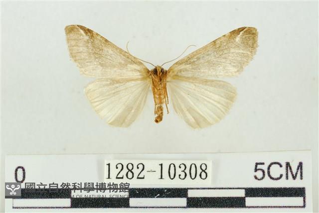 臺美波紋蛾藏品圖，第2張