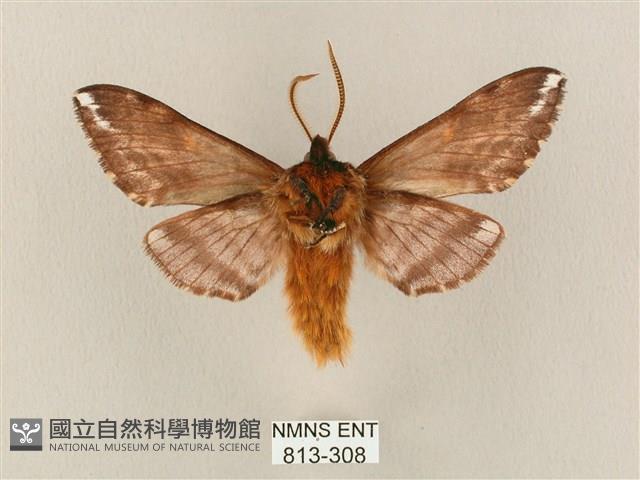 井上氏絨毛天蛾藏品圖，第2張