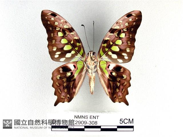 翠斑青鳳蝶藏品圖，第2張