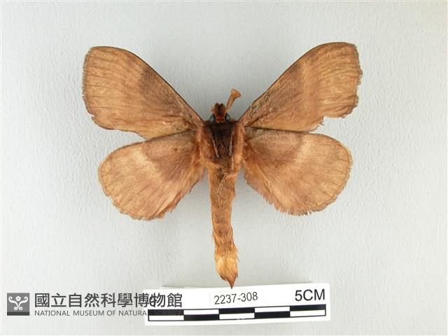 波紋枯葉蛾藏品圖，第2張