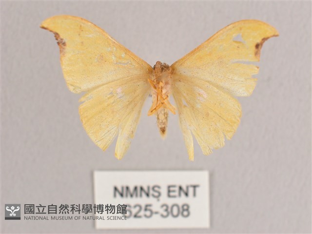 彎黑黃鉤蛾藏品圖，第2張