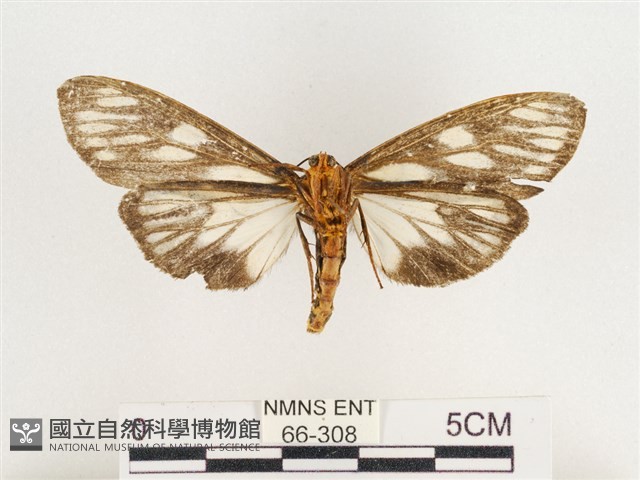 巨網燈蛾藏品圖，第2張