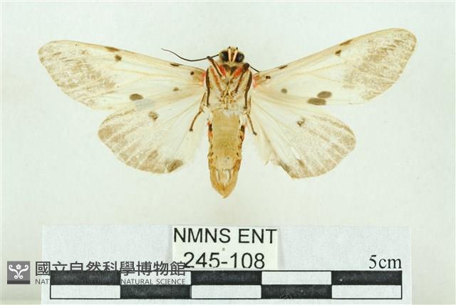 菊池污燈蛾藏品圖，第2張