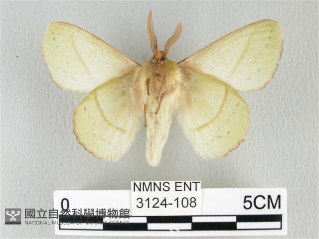 青枯葉蛾藏品圖，第2張