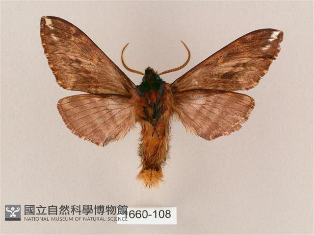 井上氏絨毛天蛾藏品圖，第2張