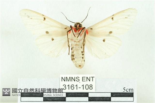 菊池污燈蛾藏品圖，第2張