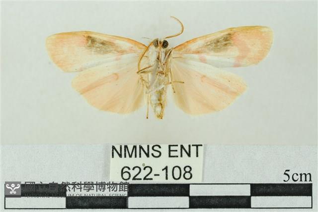 臺雪苔蛾藏品圖，第2張