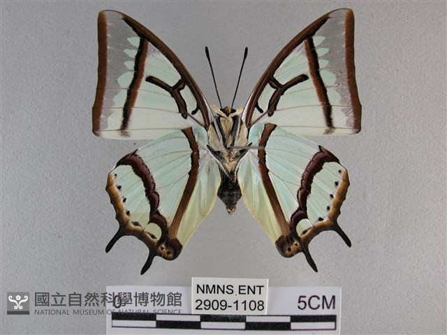 小雙尾蛺蝶藏品圖，第2張