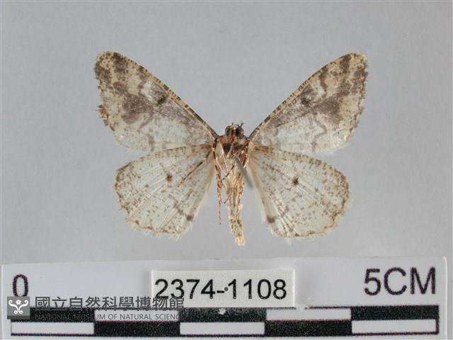 雙峰霜尺蛾藏品圖，第2張