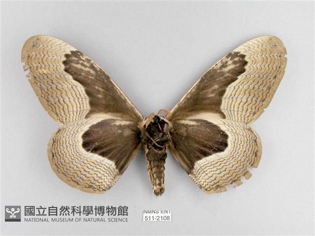 枯球籮紋蛾藏品圖，第2張