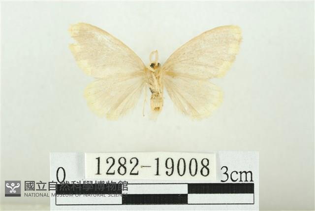 黑翅黃毒蛾藏品圖，第2張