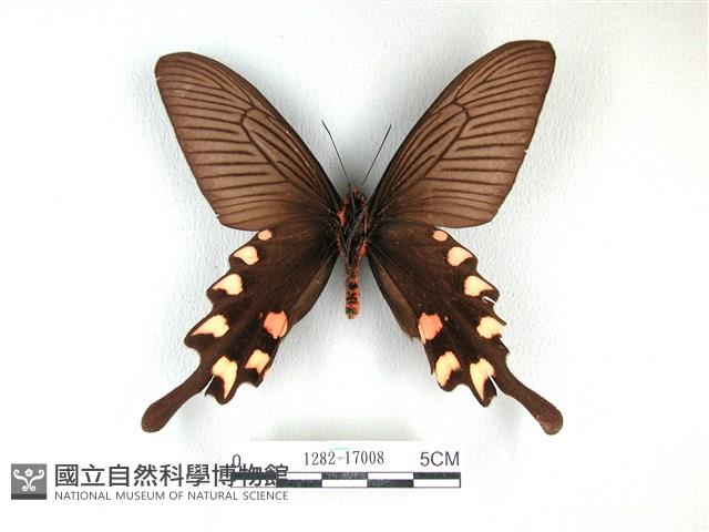 長尾麝鳳蝶藏品圖，第2張