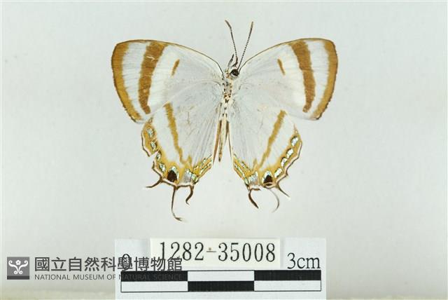 拉拉山鑽灰蝶藏品圖，第2張
