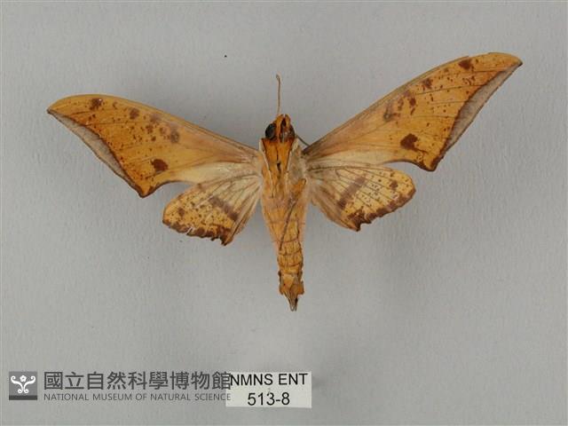 裂斑鷹翅天蛾藏品圖，第2張