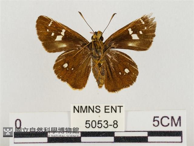 碎紋孔弄蝶藏品圖，第2張