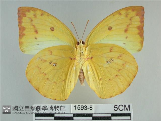 遷粉蝶、淡黃蝶藏品圖，第2張