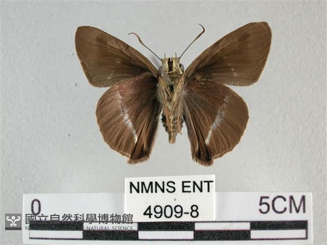 圓翅絨弄蝶藏品圖，第2張