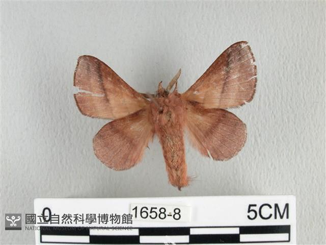 川邊氏枯葉蛾藏品圖，第2張