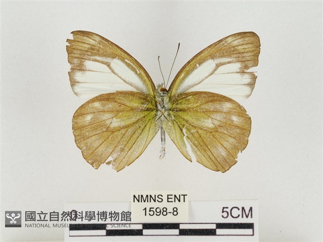 淡褐脈粉蝶藏品圖，第2張