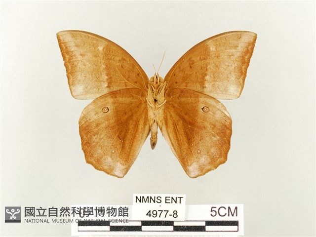 方環蝶藏品圖，第2張