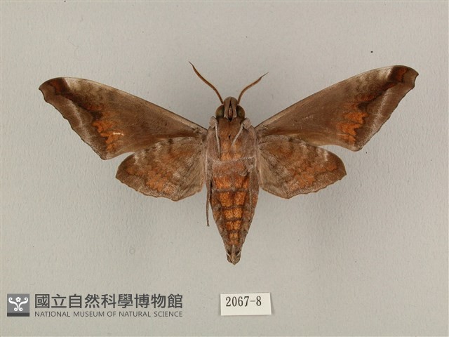 全緣缺角天蛾藏品圖，第2張