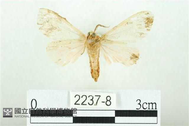 三條橙燈蛾藏品圖，第2張