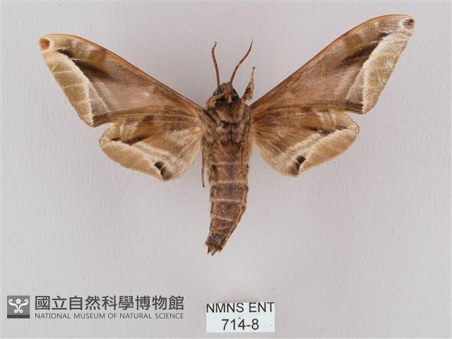 白點天蛾 藏品圖，第2張