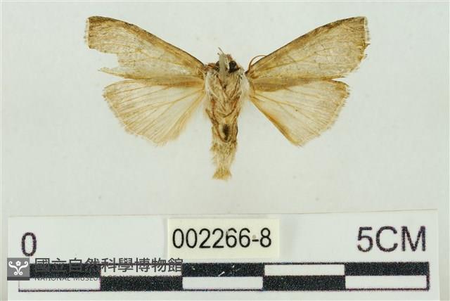 帶波紋蛾藏品圖，第2張