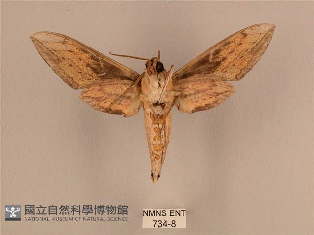 背線天蛾藏品圖，第2張