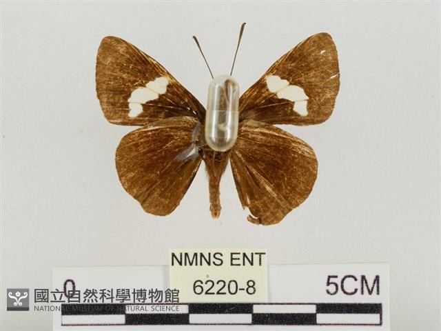連紋袖弄蝶臺灣亞種藏品圖，第2張