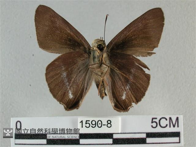 圓翅絨弄蝶藏品圖，第2張